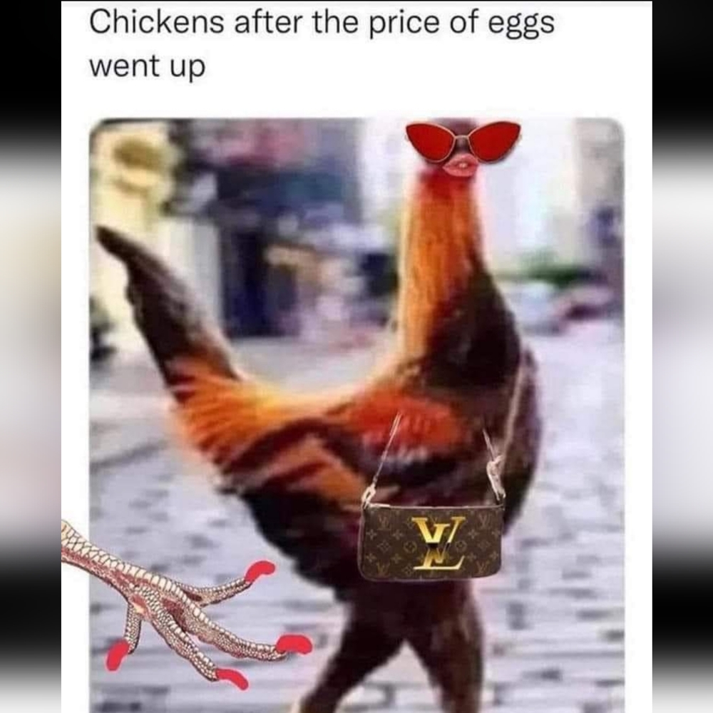 Chickens Are FINALLY Seeing How Valuable They Are…..🤣 - Picture 1 of 1